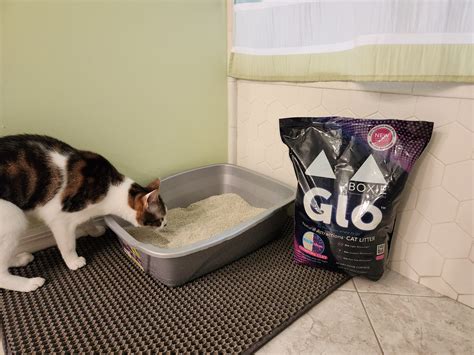 boxie cat cat litter reviews